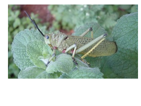 Grasshopper small.png