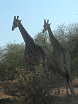 giraffe small.jpg